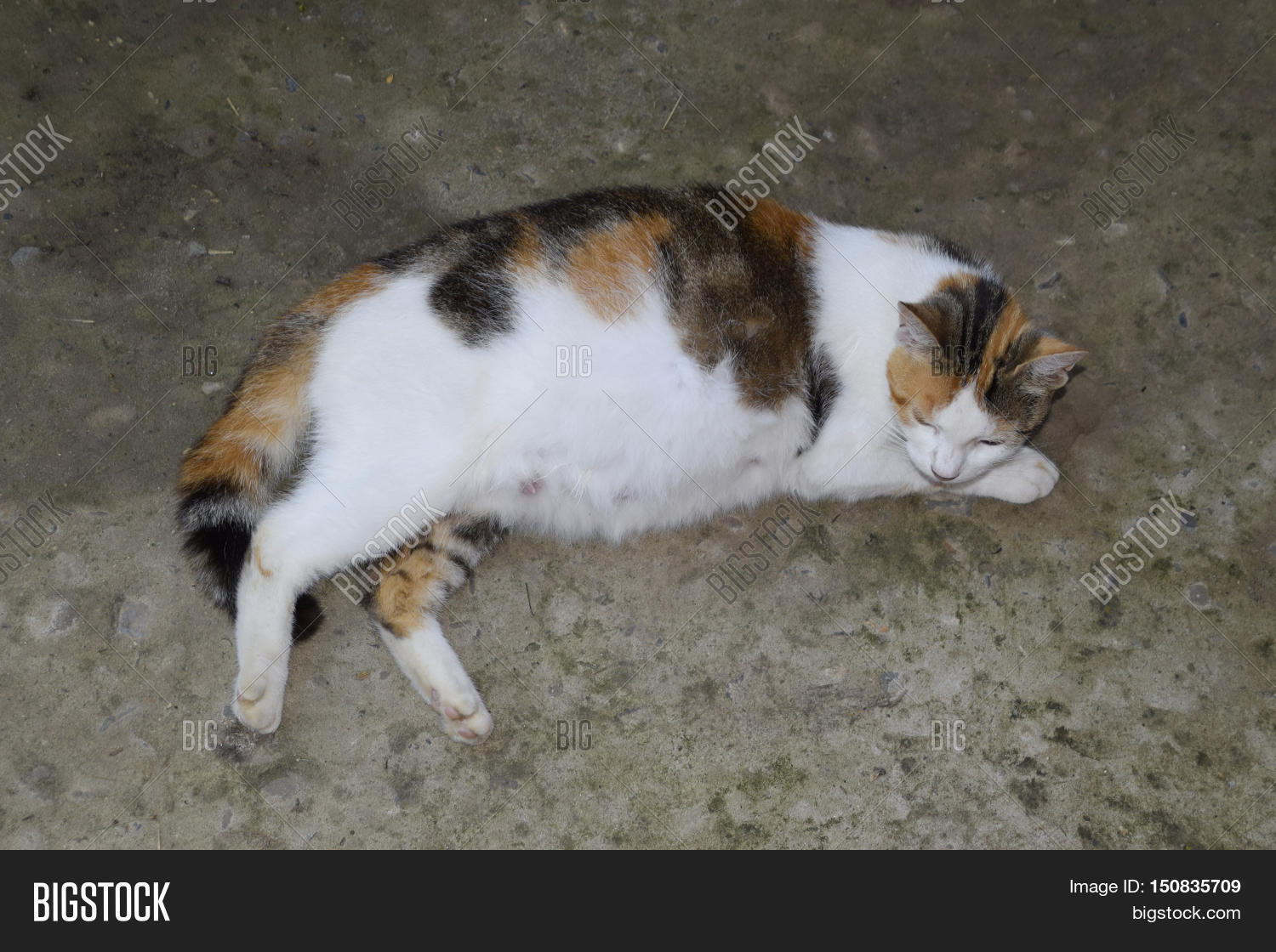 Pregnant Cat Resting. Image & Photo (Free Trial) | Bigstock