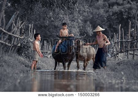 Children riding water buffalo on his father laughed happily.