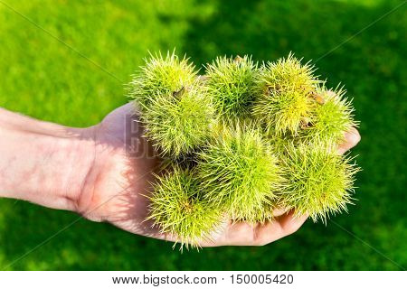 Green husks of sweet chestnut tree on male hand