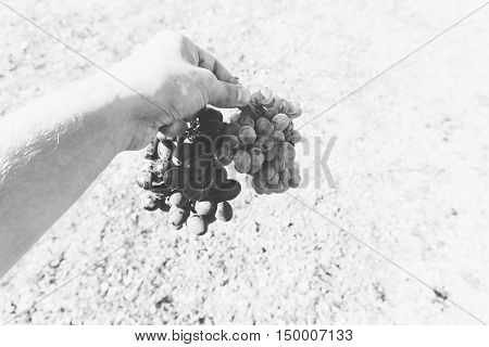 Vine Plantation. Wine Grapes On The Vine Under The Sun