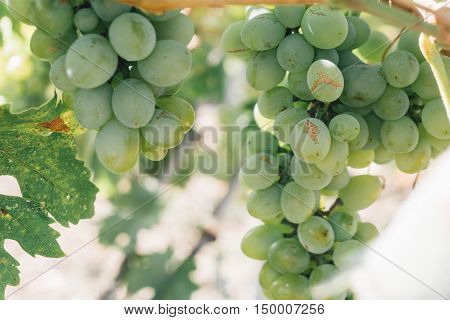 Vine Plantation. Wine Grapes On The Vine Under The Sun