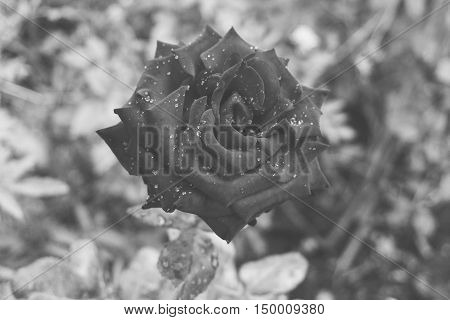 Red Rose With Water Drops On Petals