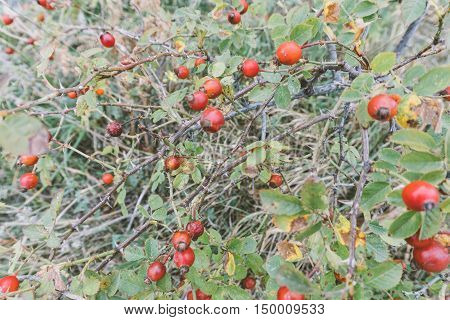 Wild Rose Hips, Rose Hips Healing In The Woods