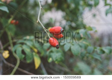 Wild Rose Hips, Rose Hips Healing In The Woods