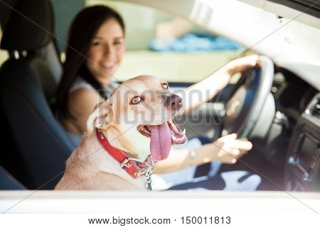Beautiful Dog On A Car Ride