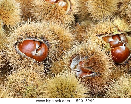 Chestnut Cupules And Brown Chestnut In The Basket In Autumn