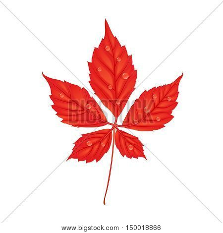 Autumn Parthenocissus foliage. Creative vector illustration in cartoon style. Red leaf with water drops. Design element