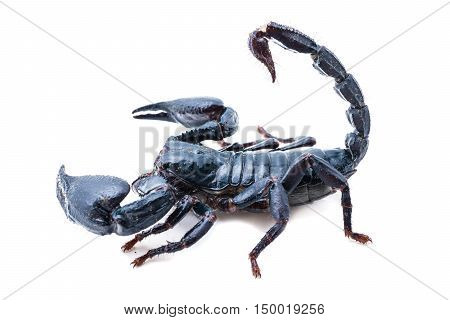 scorpion on white background. Giant forest scorpion species found in tropical and subtropical areas in Asia.