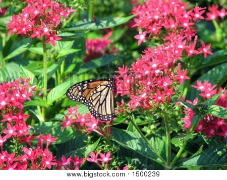Monarch Butterfly