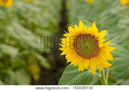 Beautiful Sunflowers In The Field