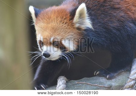 Cute red cat=bear climbing down a log.