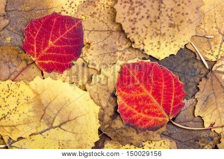 Natural background from autumn colourful aspen leaves