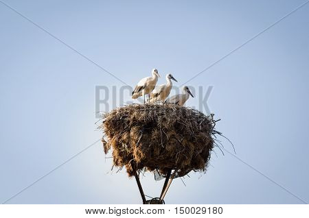 Three Little Storks In A Nest
