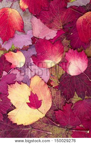 Natural background from autumn beautiful and colourful leaves