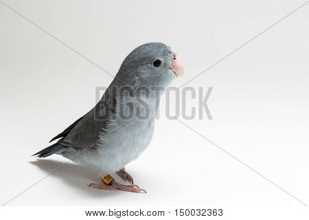 Mauve Forpus Parakeet, Bird
