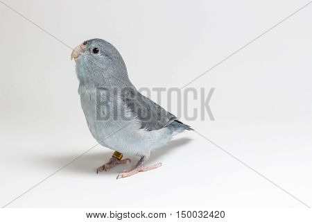Mauve Forpus Parakeet, Bird