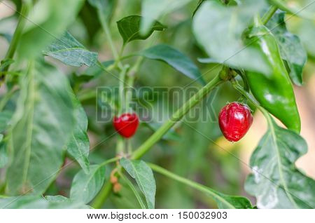 Little Cute Red Chiltepin Ornamental Pepper