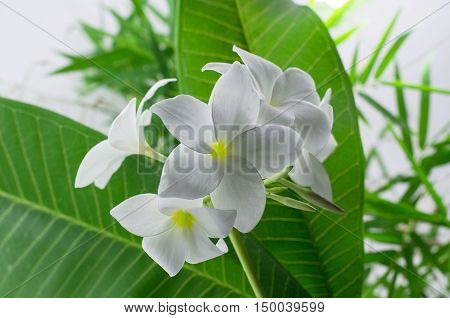 plumeria nature pretty aroma aromatherapy beautiful beauty
