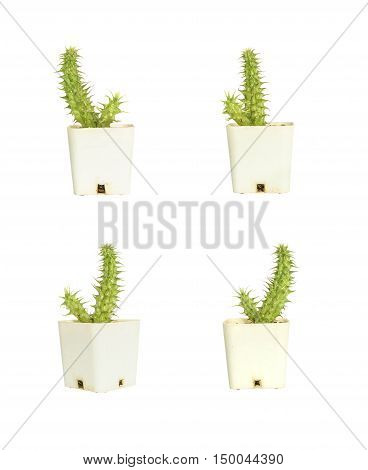 Closeup group of cactus in white plastic pot isolated on white background with clipping path