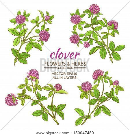 clover flowers vector set on white background