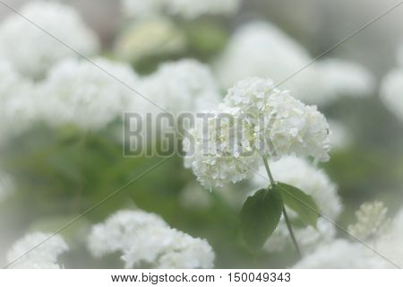 White inflorescence of Smooth Hydrangea (Hydrangea arborescens)