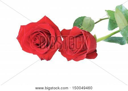Beautiful red roses on white  for background