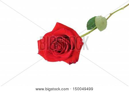 Beautiful red rose on white for background