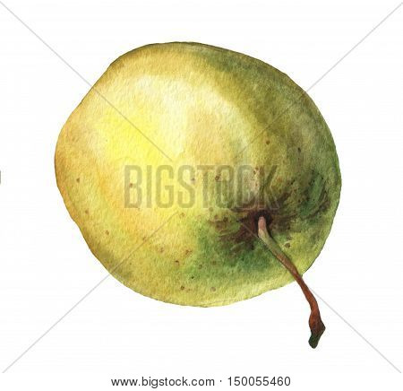 Green apple. Hand drawn watercolor painting on white background.