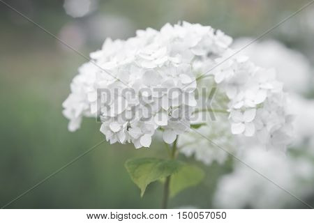 White inflorescence of Smooth Hydrangea (Hydrangea arborescens)