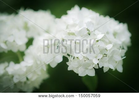 White inflorescence of Smooth Hydrangea (Hydrangea arborescens)