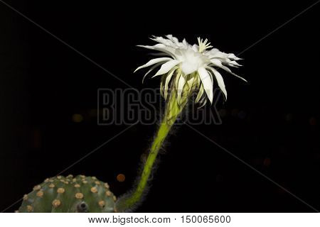 White new born beautiful exotic flower of an Echinopsis subdenudata