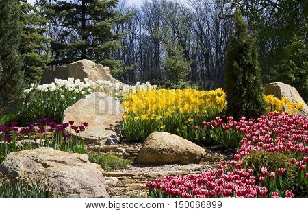 Flowerbed with a flowers white yellow red tulips stones and green grass. Landscaping design.