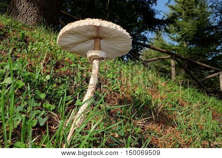 fungus parasol mushroom or macrolepiota procera in Nebrodi Park, Sicily