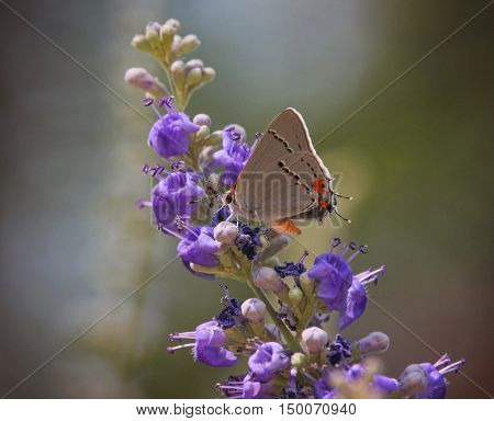 a gray hairstreak butterfly on a purple flower out in nature 