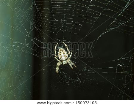 Fearsome spider Araneus awaits its prey in the web center