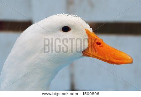 Fogott az eső