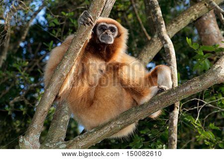 A white-handed gibbon (Hylobates lar) sitting in a tree