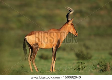 A red hartebeest antelope (Alcelaphus buselaphus), Kalahari, South Africa