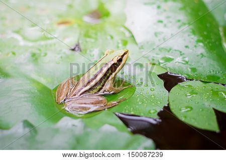 Green frog (green paddy frog) sitting on lotut leaf in a pond