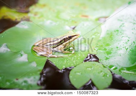Green frog (green paddy frog) sitting on lotut leaf in a pond