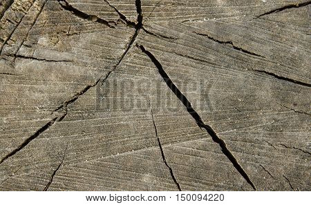 Texture of old splintered wood cut. closeup.