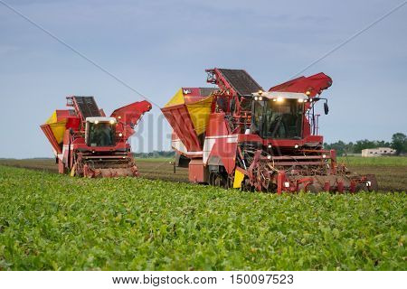 KRASNODAR REGION, RUSSIA - AUG 18, 2015: Two combine harvesters harvest of ripe sugar beet at evening, In 2015 in Krasnodar region yields reached record level - 58.4 centners per hectare