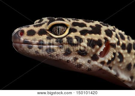 Close-up head of Leopard Gecko Eublepharis macularius Isolated Black Background, Side view on Eyes