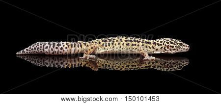 Leopard Gecko Eublepharis macularius Isolated Black Background with reflection, Side view on full length