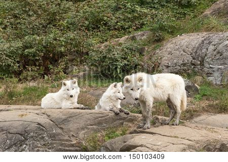 Arctic Wolf pups in a forest scene