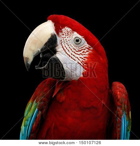 Close-up Funny portrait of Green-winged macaw, Ara chloroptera, isolated on black Background. parrots live in Central and South America