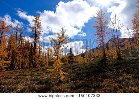 Golden larches under blue sky. Frosty Mountain. Manning Provincial Park. Hope. British Columbia. Canada.
