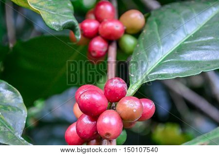 coffee coffee bowler coffee bean color art red green