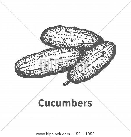 Vector illustration doodle black and white hand-drawn cucumbers. Isolated on white background. The concept of harvesting. Vintage style.