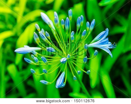 African Lily Inflorescence delicate blue flowers on a background of foliage
